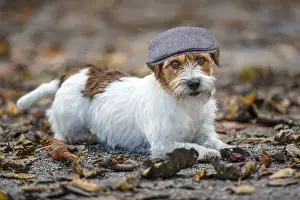 Jack Russel Terrier (Canis lupus familiaris) - in a park among autumn leaves - Gijon, Asturias