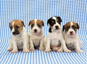 Images Dated 16th June 2009: Jack Russel Terrier Dog - puppies on blue gingham