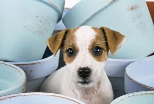 Images Dated 22nd January 2008: Jack Russel Terrier Dog - puppy among flower pots