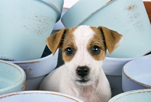 Images Dated 22nd January 2008: Jack Russel Terrier Dog - puppy among flower pots