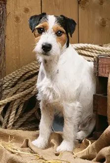 Jack Russel Terrier Dog In stable