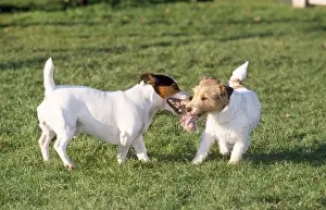 Tug Of War Prints: Jack Russel Terrier Dogs - playing