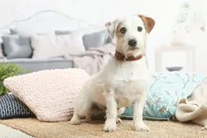 Jack Prints: Jack Russell