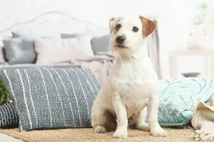 Jack Russell