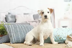 Jack Russell