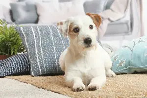 Jack Russell