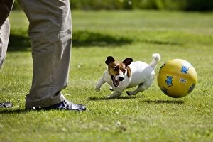 Jack Russell Dog - playing in garden with man and ball