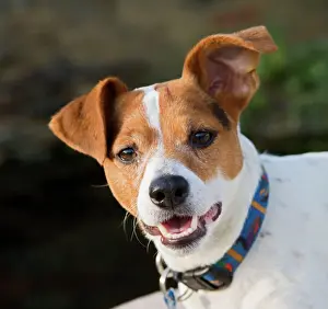 Collars Prints: Jack Russell Dog - portrait 003315