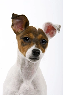 Images Dated 8th February 2006: Jack Russell Dog - puppy (4 months)
