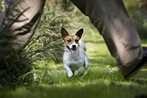 Jack Russell Dog - running with man