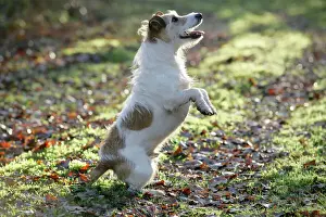 Jumping Prints: Jack Russell dog standing on hind legs