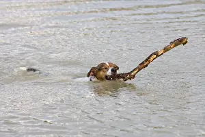 Sticks Prints: Jack Russell Dog – swimming, with large stick 003214