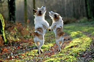 Track Collection: Jack Russell dogs jumping in mid-air, walking along together