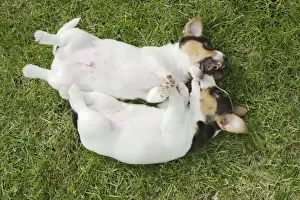 Jack Russell Dogs Puppies Male and female on backs