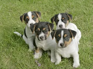 Jack Russell Dogs Puppies - quads sitting together