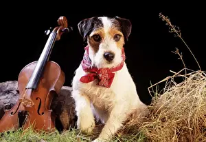 Music Prints: Jack Russell - in gypsy setting