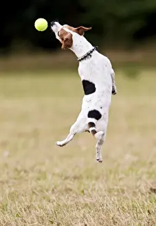 Fetching Prints: Jack Russell - jumping for ball 14274