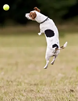 Fetching Prints: Jack Russell - jumping for ball 14275