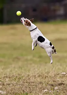 Fetching Prints: Jack Russell - jumping for ball 14277