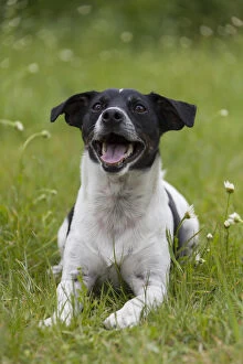 Sva 051217 Gallery: Jack Russell Terrier - adult male - Germany