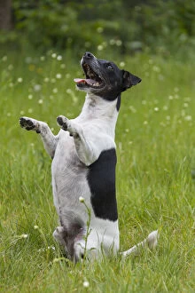 Jack Russell Terrier - adult male sitting on its
