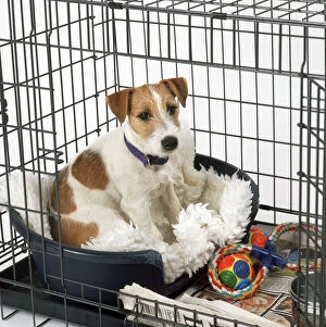 Cage Collection: Jack Russell Terrier Dog - in cage