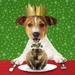 Jack Russell Terrier dog with Christmas pudding and hat