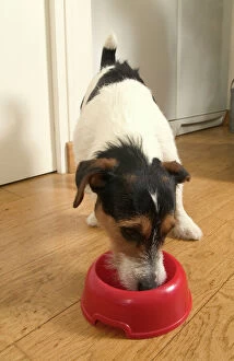 Bowls Collection: Jack Russell Terrier Dog - eating
