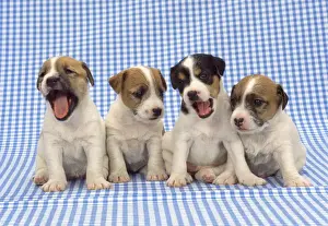 Litters Prints: Jack Russell Terrier Dog - puppies on blue gingham