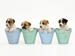 Puppies Collection: Jack Russell Terrier Dog - puppies in flowerpots