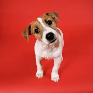 Odd Angle Prints: Jack Russell Terrier Dog Puppy