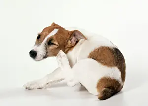 Grooming Prints: Jack Russell Terrier Dog Puppy scratching itself