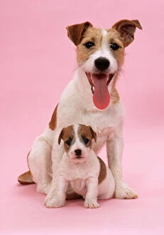 Mothers Collection: Jack Russell Terrier Dog - with pupy