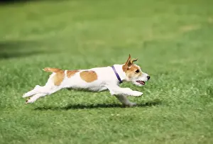 Jack Russell Terrier Dog - running