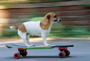 Intelligence Prints: Jack Russell Terrier Dog - on skateboard