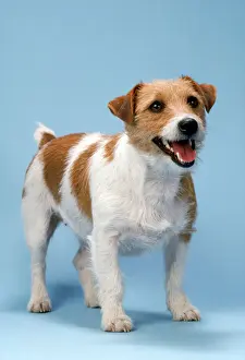 Jack Russell Prints: Jack Russell Terrier Dog - standing