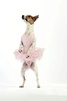 Quirky Collection: Jack Russell Terrier Dog - wearing a tutu
