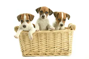 Jack Russell Terrier Dogs - Three puppies in basket