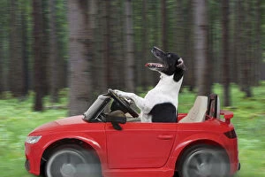 Jack Gallery: Jack Russell Terrier, driving car through forest