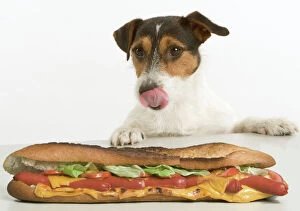 Images Dated 29th November 2007: Jack Russell Terrier - looking at sandwich on table