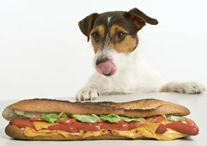 Jack Russell Terrier - looking at sandwich on table Jack Russell Terrier - looking at sandwich on table