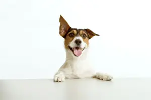 Jack Russell terrier - with front paws on table