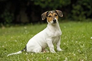 Images Dated 2nd September 2007: Jack Russell Terrier - puppy