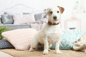Russell Gallery: Jack Russell Terrier puppy indoors