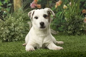 Russell Gallery: Jack Russell Terrier puppy outdoors