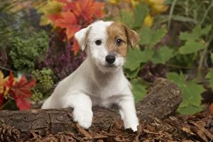 Russell Gallery: Jack Russell Terrier puppy outdoors in Autumn