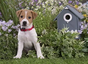 Jack Gallery: Jack Russell Terrier puppy outdoors in the garden