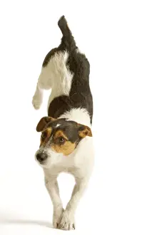 Jack Russell Terrier - standing on front paws