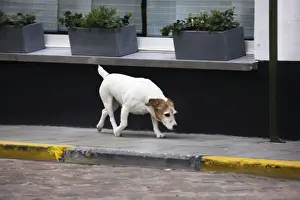 Jack Russell terrier on street