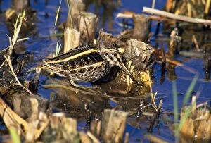 Images Dated 5th July 2010: Jack Snipe